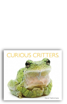 Cover Curious Creatures Book Publishing Consultant Peter Beren